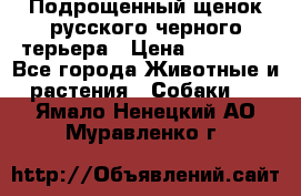 Подрощенный щенок русского черного терьера › Цена ­ 35 000 - Все города Животные и растения » Собаки   . Ямало-Ненецкий АО,Муравленко г.